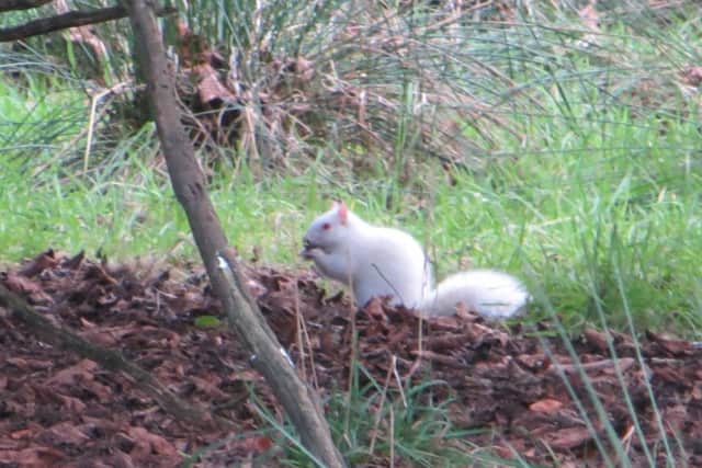 The albino squirrel was spotted in an an East Lothian woodland during the New Year holiday. Picture: Michael Lemmon