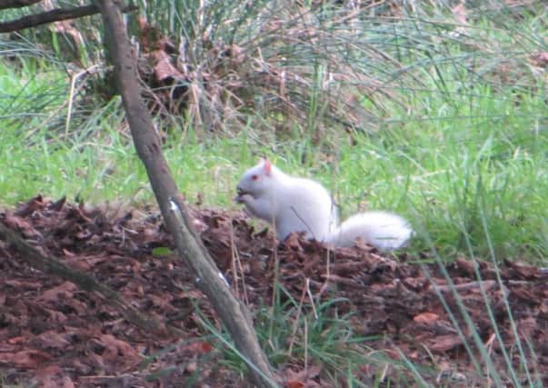 The albino squirrel was spotted in an an East Lothian woodland during the New Year holiday. Picture: Michael Lemmon