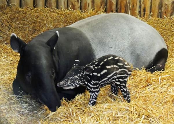 A male Malayan tapir was born to mother Sayang and first time father Mogli in the early hours of 31 December. Pic: submitted
