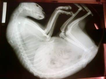 Poppy's X-ray
