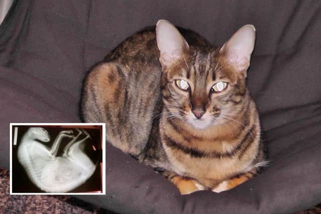 X-rays showed Poppy had been shot several times. Pictures: Scottish SPCA
