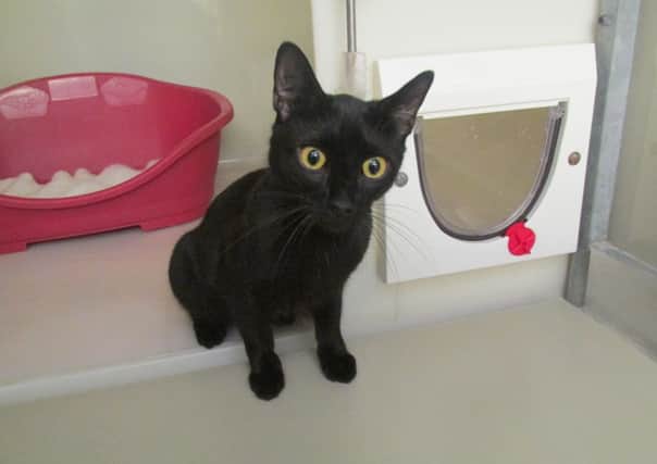 Sweety is said to be in good health. Picture: Scottish SPCA