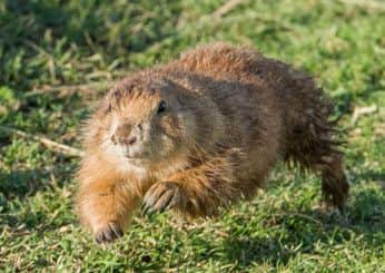 Prairie dog. Picture: Ian Georgeson