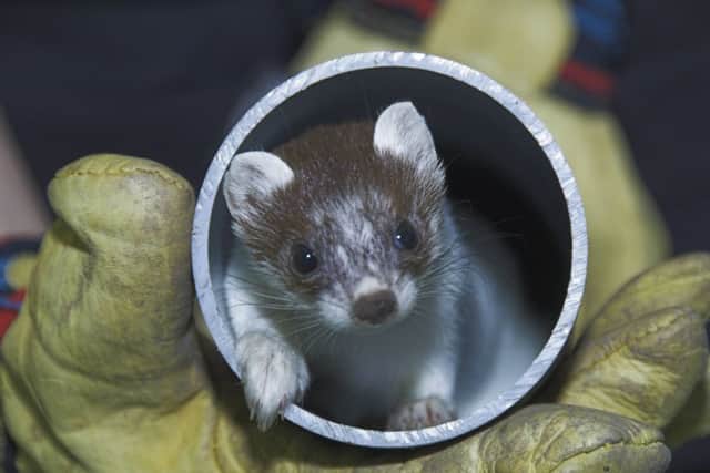 The stoat shows signs of recovery. Pictures: Scottish SPCA