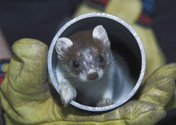 The stoat shows signs of recovery. Pictures: Scottish SPCA