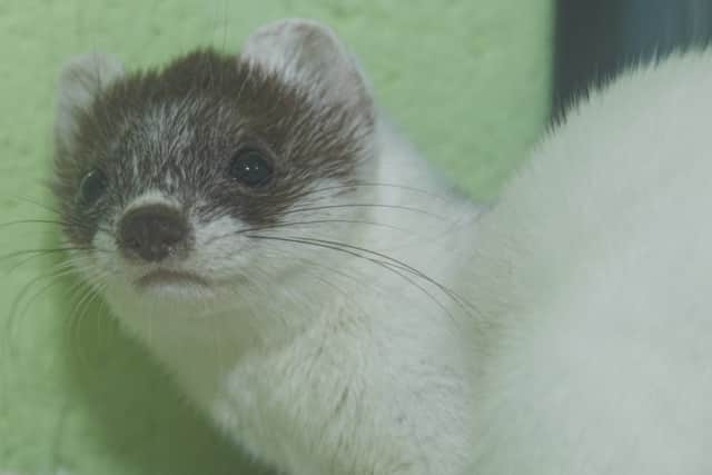 The stoat