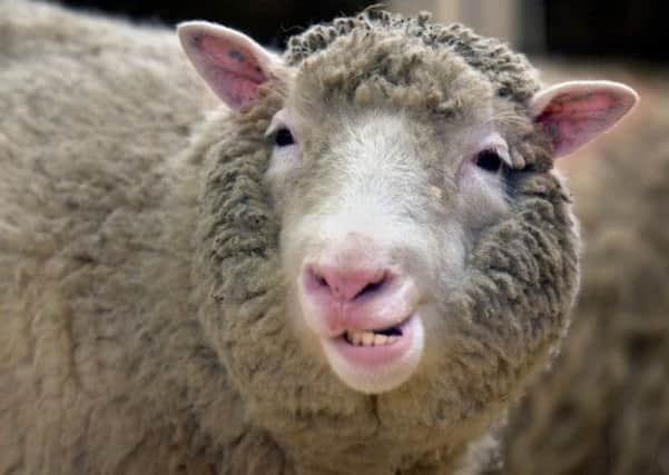 Dolly the sheep, who is to be honoured with a Blue Plauqe at the Roslin Institute near Edinburgh. Pic:  PA/Ben Curtis.