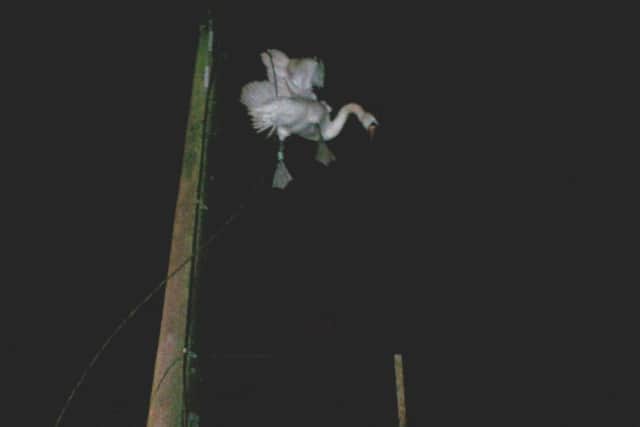 The swan was caught in the wires. Picture: Scottish SPCA