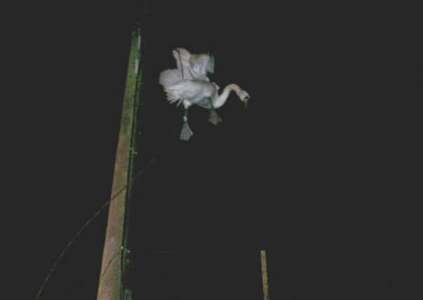 The swan was caught in the wires. Picture: Scottish SPCA