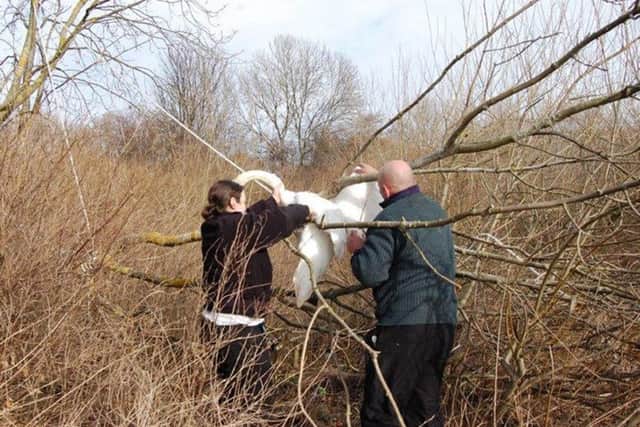 The fire service help free the swan. Picture: PA