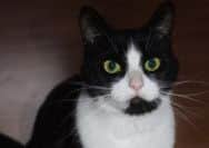 Huckleberry had severe anaemia and needed a transfusion last year but is doing well now. Picture: contributed