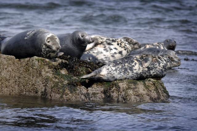Grey seals on rocks in the Firth of Forth