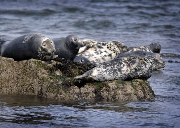 Grey seals on rocks in the Firth of Forth