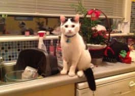 Sneaky was poisoned. Picture: Scottish SPCA