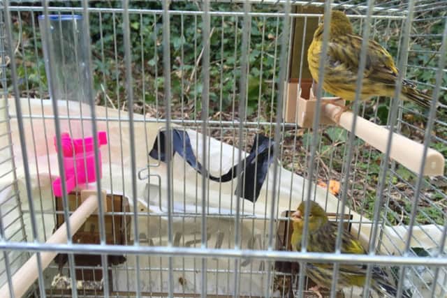 Two of the canaries survived. Picture: Scottish SPCA