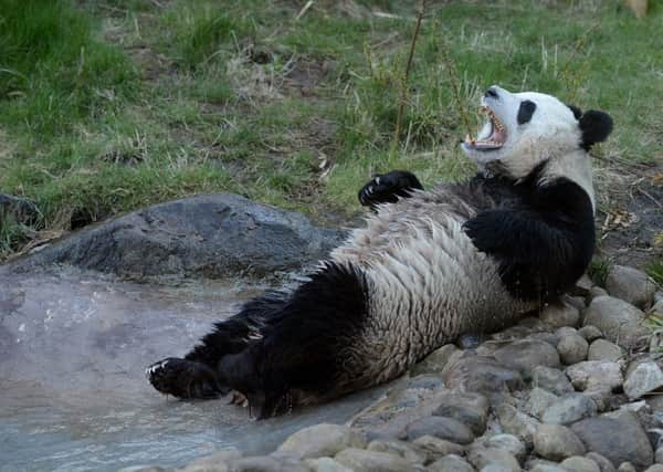 Tian Tian has been artificially inseminated. Picture: Neil Hanna