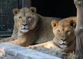 The two lions at the rescue centre in Belgium