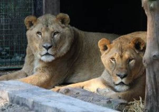 The two lions at the rescue centre in Belgium