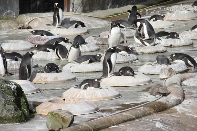 Penguins at Edinburgh Zoo. Pic: Edinburgh Zoo