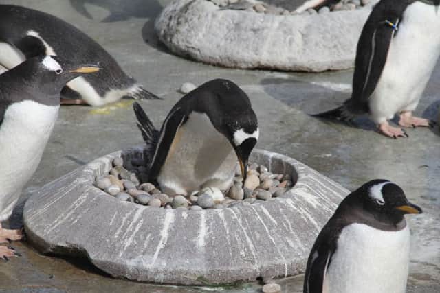 Penguins have started to lay their eggs at Edinburgh Zoo. Pic: Edinburgh Zoo