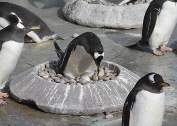 Penguins have started to lay their eggs at Edinburgh Zoo. Pic: Edinburgh Zoo