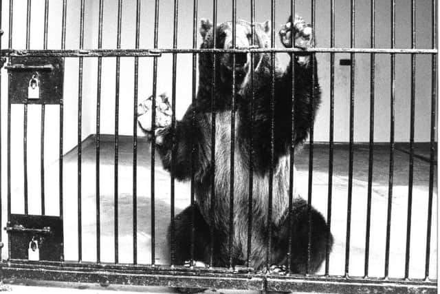 Hercules the bear during his six month quanantine at Edinburgh Zoo in 1983. Picture: TSPL