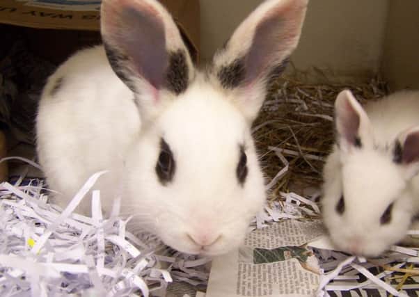Some of the rabbits found on Good Friday. Picture: Scottish SPCA