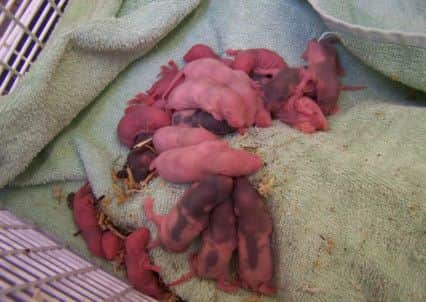 Some of the rats were newborn. Picture: Scottish SPCA