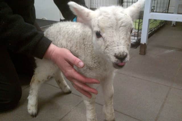 April is being cared for. Picture: Scottish SPCA