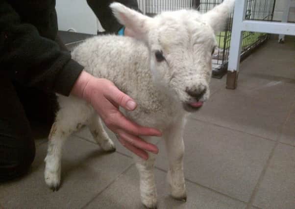 April is being cared for. Picture: Scottish SPCA
