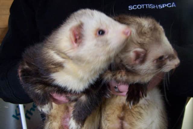 Bill and Ted are now being cared for. Picture: Scottish SPCA