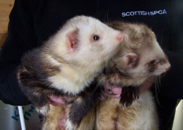 Bill and Ted are now being cared for. Picture: Scottish SPCA