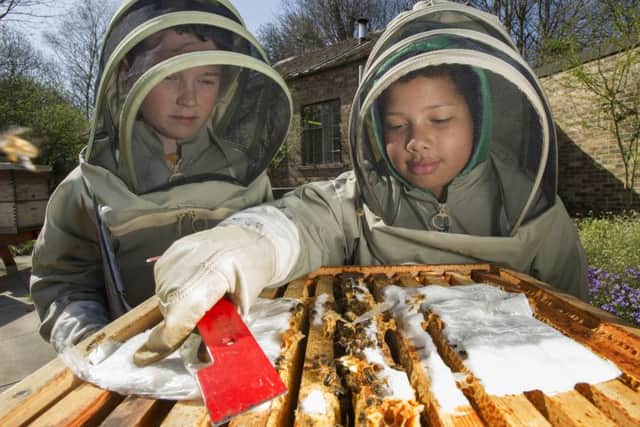 Ryan Wootton, 11, left, and Dylan Mwakasekele, ten, check out bees at the Newbattle Abbey College, Dalkeith. Picture Ian Rutherford