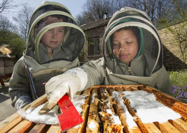 Ryan Wootton, 11, left, and Dylan Mwakasekele, ten, check out bees at the Newbattle Abbey College, Dalkeith. Picture Ian Rutherford