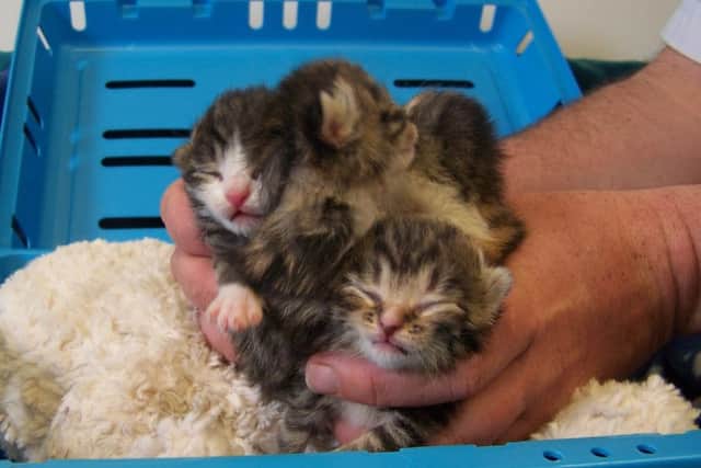 The kittens were thankfully rescued. Picture: Scottish SCPA