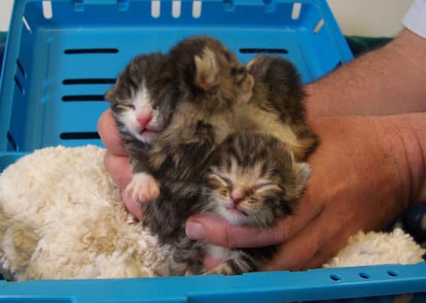 The kittens were thankfully rescued. Picture: Scottish SCPA