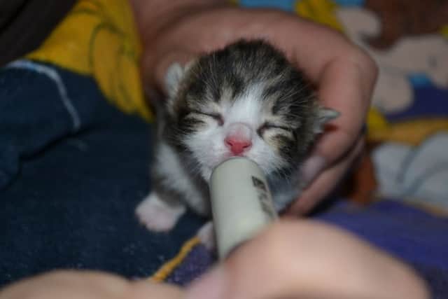 The kittens are being cared for. Picture: Scottish SCPA