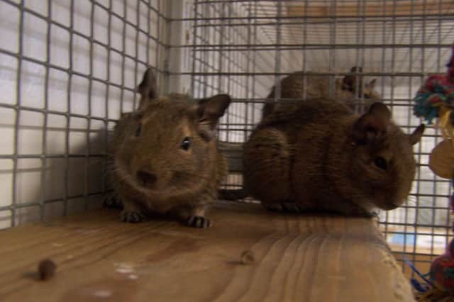 Two of the litter of degus that were abandoned by their owner. Picture: Contributed