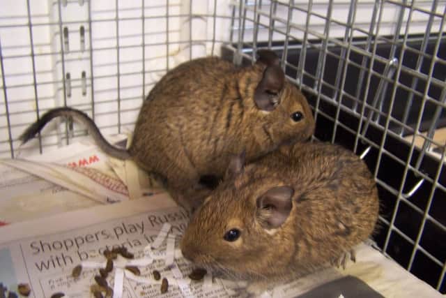 The degus were left in a back garden. Picture: Scottish SPCA