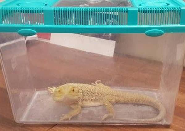 Blakey the bearded dragon. Pic: SSPCA