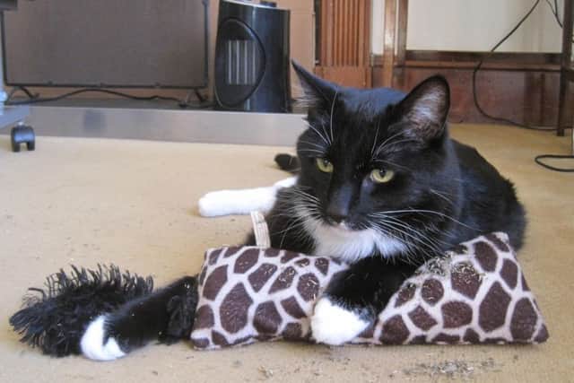 Leo's owner is no longer able to look after him