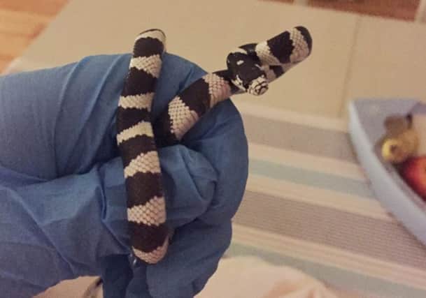 Percy the Kingsnake. Picture: Scottish SPCA