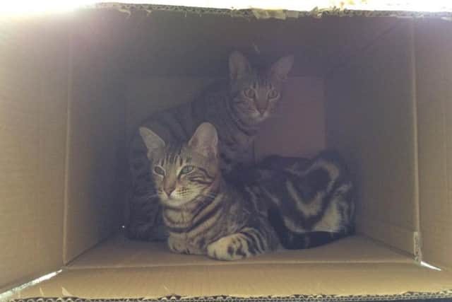 The cats 'help' with packing.
