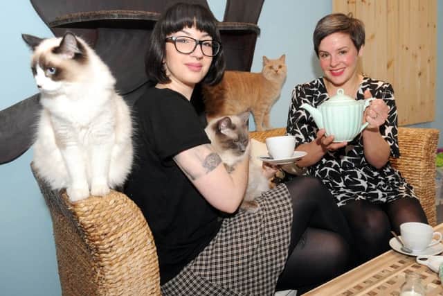 Stephanie Raposo and Claire Morrison enjoy a cuppa  with cats Pierre, Amelie and Alain at 
Maison de Moggy's new home. Picture: Lisa Ferguson