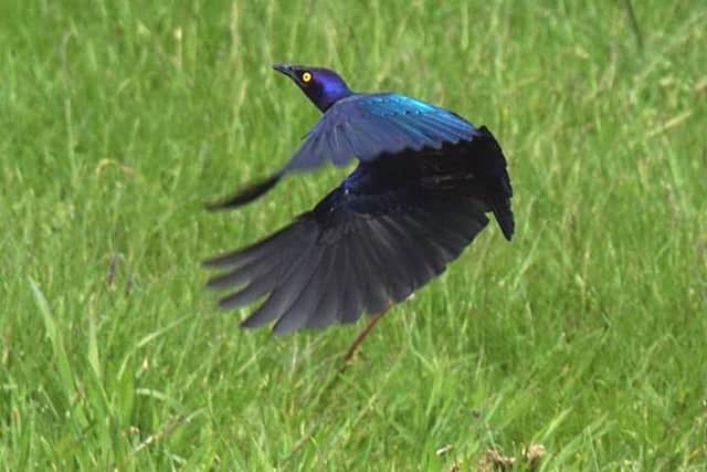 The starling was eventually caught in Burntisland. Picture: comp