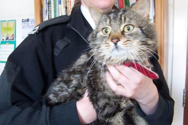 Mr Pickles is friendly but terrified. Picture: Scottish SPCA