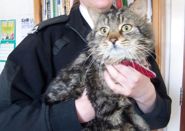 Mr Pickles is friendly but terrified. Picture: Scottish SPCA