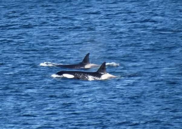Two of the killer whales spotted off the Isle of May. Picture: Stuart Rivers