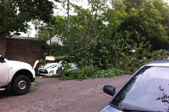 Some cars were damaged by falling branches. Picture: Colin Walker