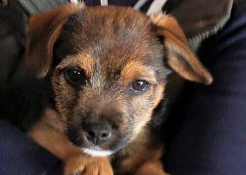 JAck has been found and is being examined. Picture: Police Scotland